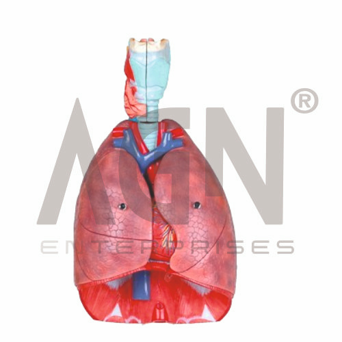 AJKANT Larynx, Heart And Lung Model (Model: AJK-BILA-12896)