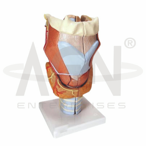 AJKANT Larynx Model (Model: AJK-BILA-12894)