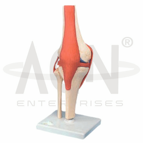 AJKANT Knee Joints Set (Model: AJK-BILA-12889)