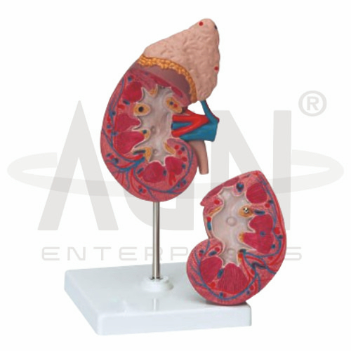 AJKANT Kidney With Adrenal Gland (Model: AJK-BILA-12885)