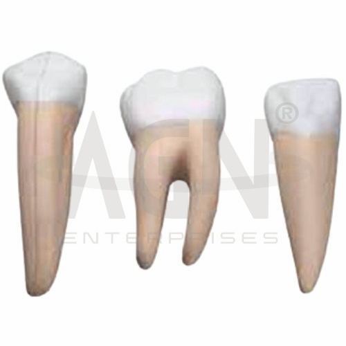 AJKANT Incisor, Canine And Molar (Model: AJK-BILA-12877)