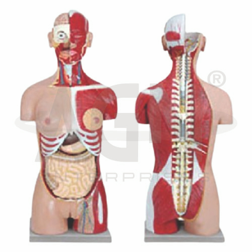 AJKANT Human Torso With Interchangeable Sex Organs and open back (Model: AJK-BILA-12869)