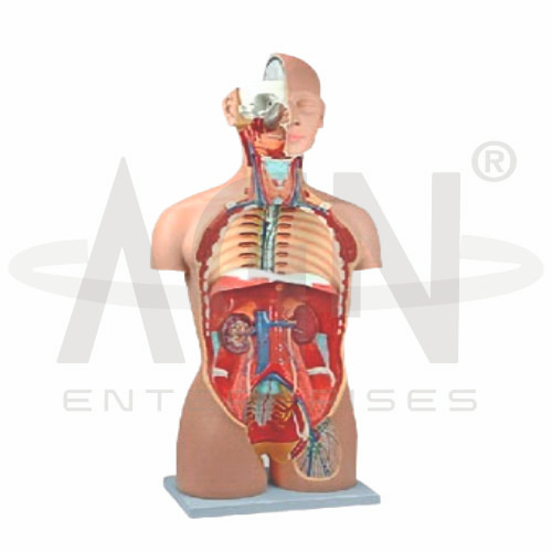 AJKANT Human Torso Dual Sex With Open Back 27-part (Model: AJK-BILA-12867)