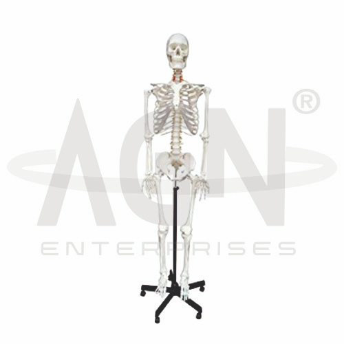 AJKANT Human Skeleton (Model: AJK-BILA-12863)