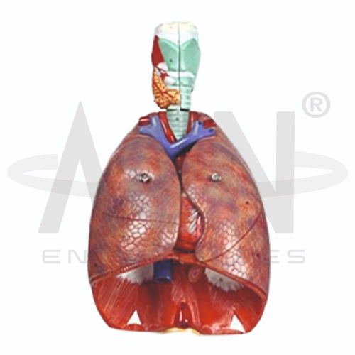 AJKANT Human Respiratory System (Model: AJK-BILA-12860)