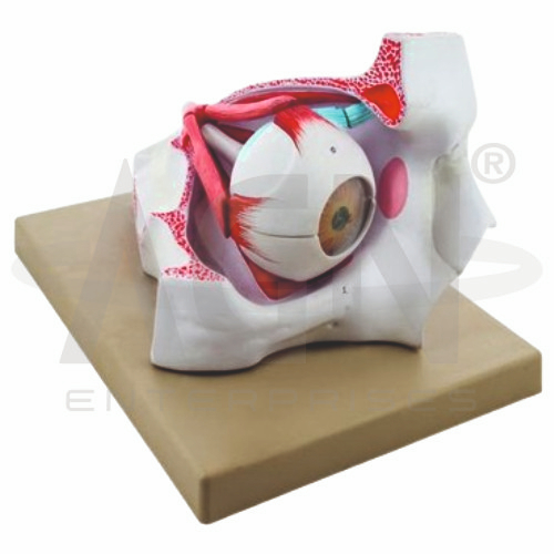 AJKANT Human Eye In Bony Orbit (Model: AJK-BILA-12854)
