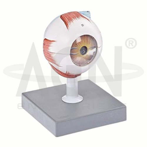 AJKANT Human Eye (Model: AJK-BILA-12850)