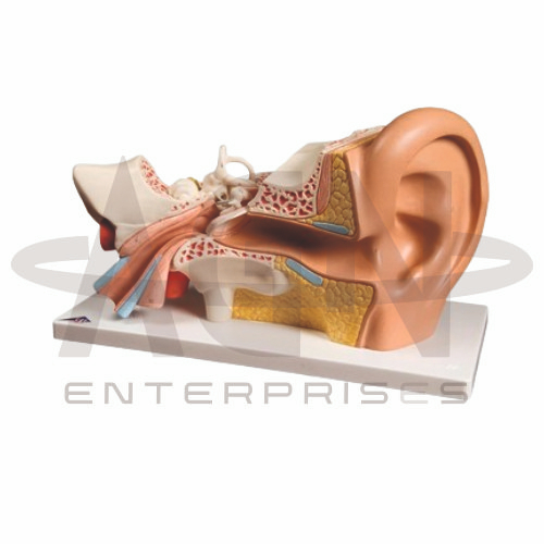 AJKANT Human Ear Model (Model: AJK-BILA-12846)