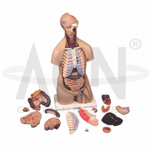 AJKANT Human Anatomy Torso Unisex 16 parts (Model: AJK-BILA-12838)