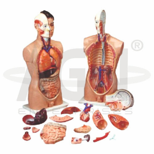 AJKANT Human Anatomy Torso 18 parts (Model: AJK-BILA-12836)