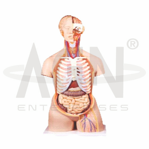 AJKANT Human Anatomy Torso 12 Parts (Model: AJK-BILA-12831)