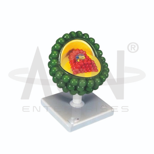 AJKANT HIV Virus (Model: AJK-BILA-12829)