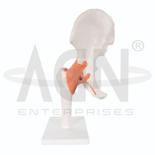 AJKANT Hip Joint (Model: AJK-BILA-12827)