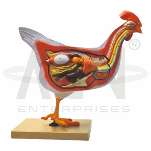 AJKANT Hen Dissection Model (Model: AJK-BILA-12823)