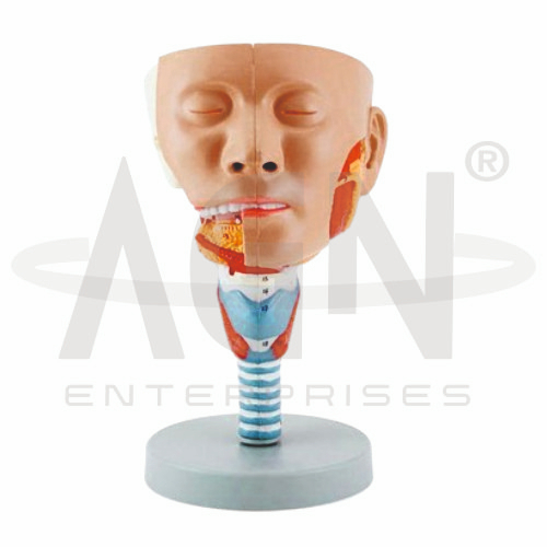 AJKANT Head With Pharynx Muscles (Model: AJK-BILA-12821)