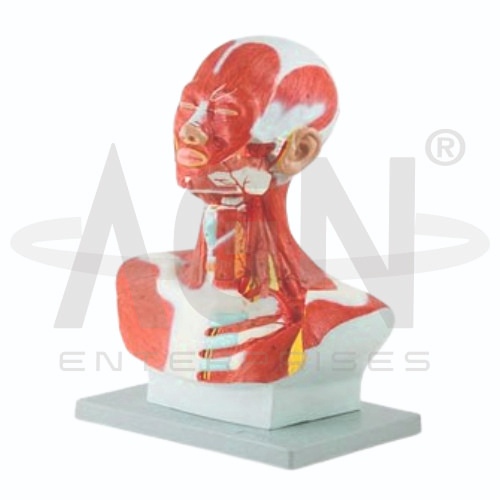 AJKANT Head And Neck Musculature (Model: AJK-BILA-12819)