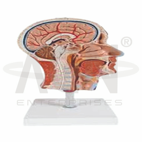 AJKANT Half Head Life Size (Model: AJK-BILA-12814)