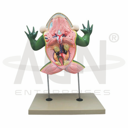 AJKANT Frog Dissection Model (Model: AJK-BILA-12808)