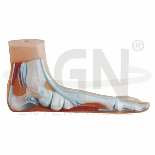 AJKANT FLAT FOOT (Model: AJK-BILA-12806)