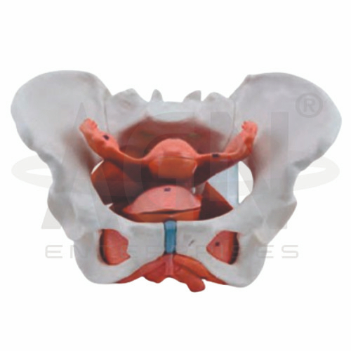 AJKANT Female Pelvic Cavity (Model: AJK-BILA-12793)