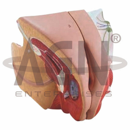 AJKANT Female Genital Organ (Model: AJK-BILA-12785)