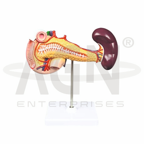 AJKANT Duodenum And Spleen (Pancreas) (Model: AJK-BILA-12772)
