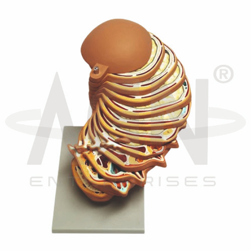 AJKANT Disc Head (Model: AJK-BILA-12763)