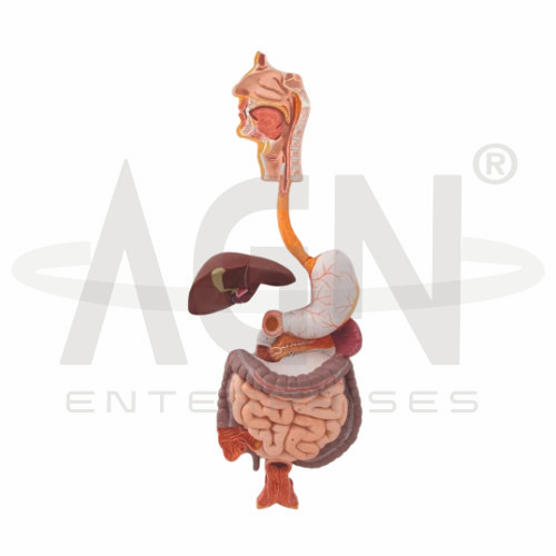 AJKANT DIGESTIVE SYSTEM (Model: AJK-BILA-12761)