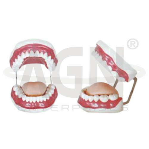 AJKANT Dental Hygiene Model (Model: AJK-BILA-12747)