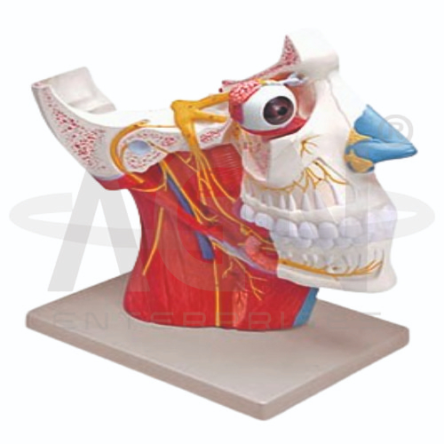 AJKANT Cranial And Autonomic Nerves (Model: AJK-BILA-12737)