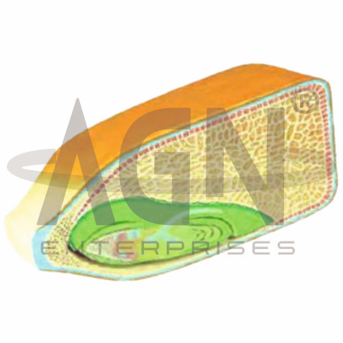 AJKANT Corn Seed Model, 2 Parts (Model: AJK-BILA-12735)