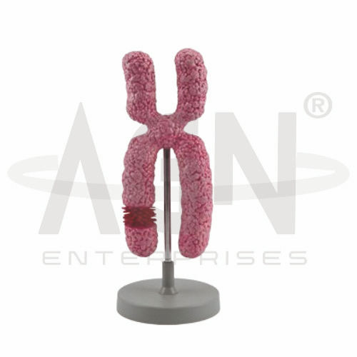 AJKANT Chromosome Model (Model: AJK-BILA-12727)