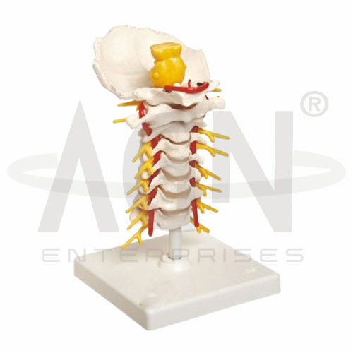 AJKANT Cervical Spinal Column (Model: AJK-BILA-12723)