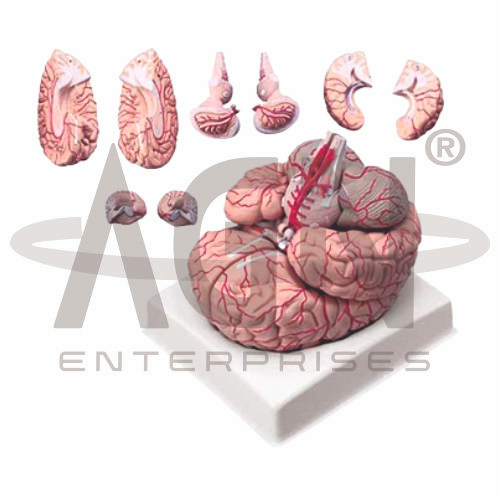 AJKANT Brain With Arteries 9 Parts (Model: AJK-BILA-12715)
