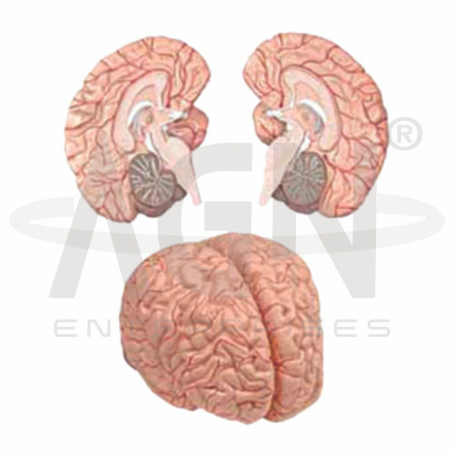 AJKANT Brain With Arteries 2 Parts (Model: AJK-BILA-12713)