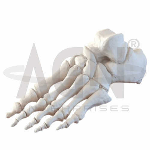 AJKANT Bones Of The Foot (Model: AJK-BILA-12711)