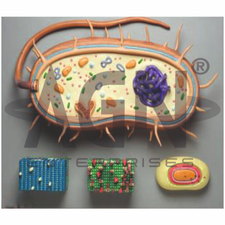 AJKANT Bacterium (Model: AJK-BILA-12707)