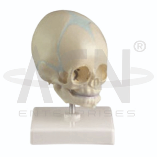 AJKANT Baby Skull (Model: AJK-BILA-12703)