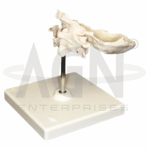 AJKANT Axis And Occipital Bone (atlas) (Model: AJK-BILA-12701)