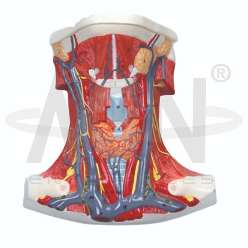 AJKANT Anatomy Of The Neck (Model: AJK-BILA-12695)