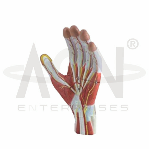 AJKANT Anatomy Of The Hand, 3 Parts (Model: AJK-BILA-12691)