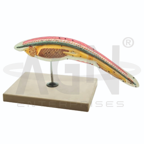 AJKANT Amphioxus (Model: AJK-BILA-12689)