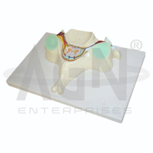 AJKANT 5TH Cervical Vertebra (Model: AJK-BILA-12682)